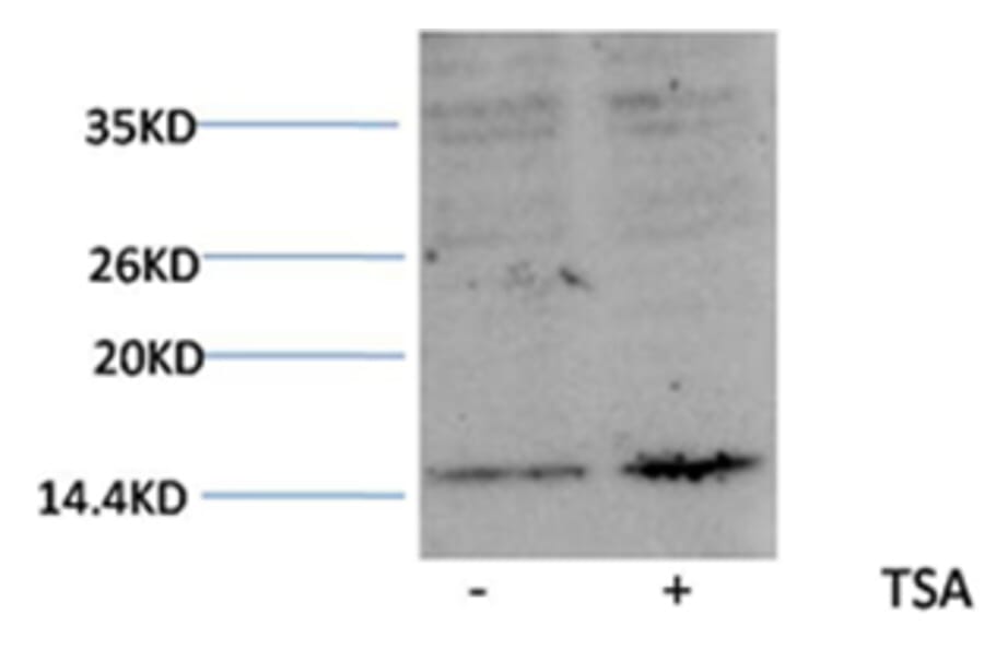 Western blot - Histone H3 (Acetyl-Lys27) Rabbit Polyclonal Antibody from Signalway Antibody (HW077) - Antibodies.com