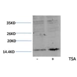 Western blot - Histone H3 (Acetyl-Lys27) Rabbit Polyclonal Antibody from Signalway Antibody (HW077) - Antibodies.com