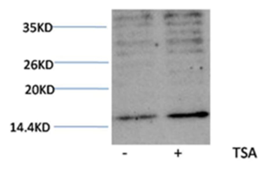 Western blot - Histone H3 (Acetyl-Lys23) Rabbit Polyclonal Antibody from Signalway Antibody (HW076) - Antibodies.com