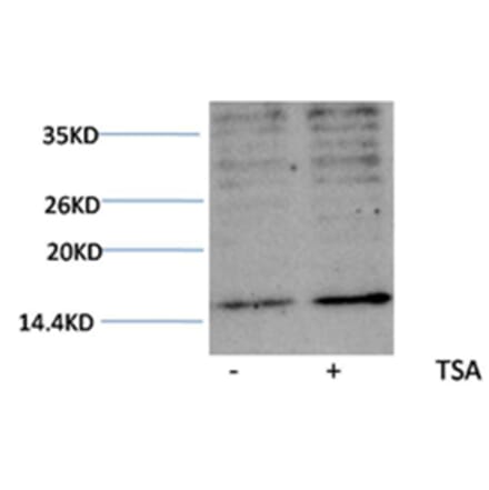 Western blot - Histone H3 (Acetyl-Lys23) Rabbit Polyclonal Antibody from Signalway Antibody (HW076) - Antibodies.com