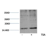 Western blot - Histone H3 (Acetyl-Lys23) Rabbit Polyclonal Antibody from Signalway Antibody (HW076) - Antibodies.com