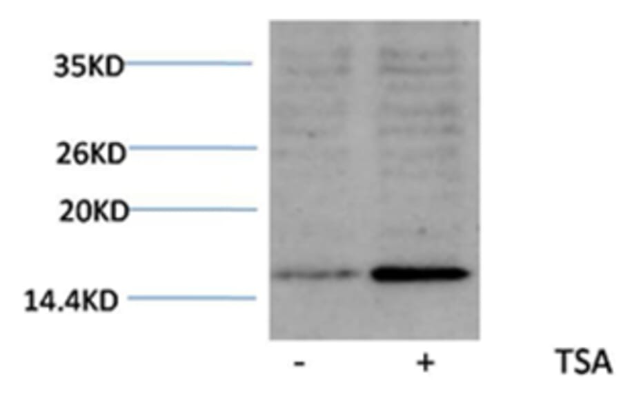 Western blot - Histone H3 (Acetyl-Lys18) Rabbit Polyclonal Antibody from Signalway Antibody (HW075) - Antibodies.com