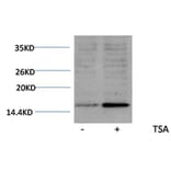 Western blot - Histone H3 (Acetyl-Lys18) Rabbit Polyclonal Antibody from Signalway Antibody (HW075) - Antibodies.com