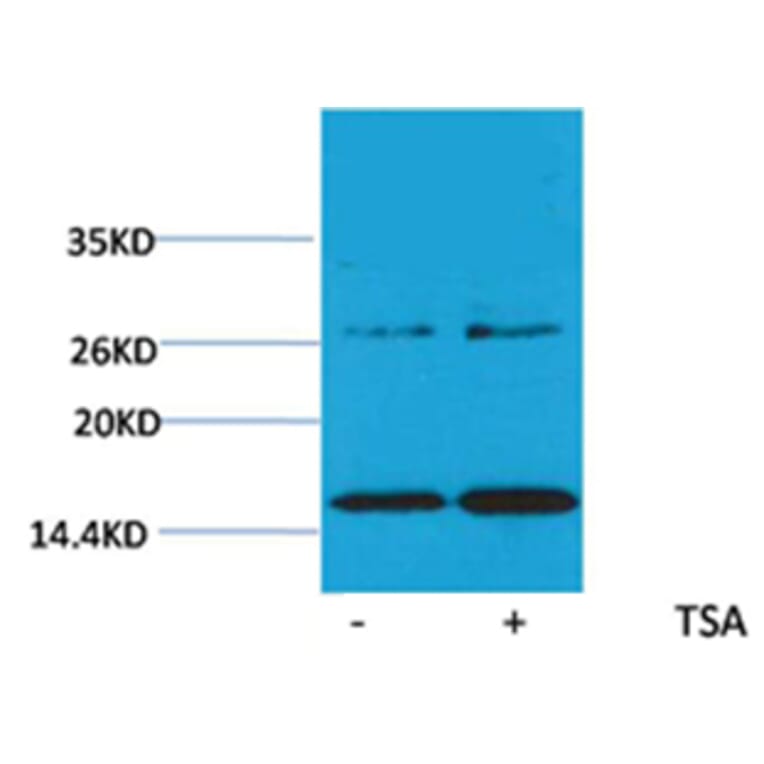 Western blot - Histone H3 (Acetyl-Lys14) Rabbit Polyclonal Antibody from Signalway Antibody (HW074) - Antibodies.com