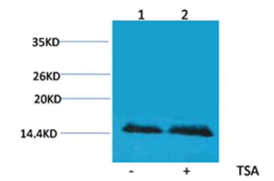 Western blot - Histone H2B (Acetyl-Lys5) Rabbit Polyclonal Antibody from Signalway Antibody (HW095) - Antibodies.com