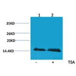 Western blot - Histone H2B (Acetyl-Lys5) Rabbit Polyclonal Antibody from Signalway Antibody (HW095) - Antibodies.com