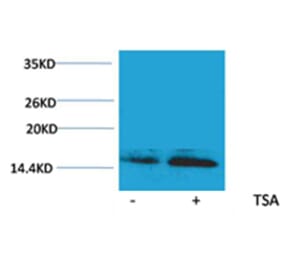 Western blot - Histone H2B (Acetyl-Lys23) Rabbit Polyclonal Antibody from Signalway Antibody - Antibodies.com