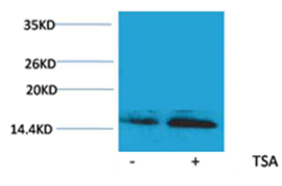 Western blot - Histone H2B (Acetyl-Lys23) Rabbit Polyclonal Antibody from Signalway Antibody - Antibodies.com