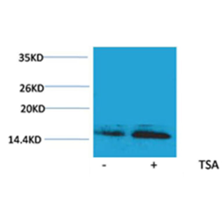 Western blot - Histone H2B (Acetyl-Lys23) Rabbit Polyclonal Antibody from Signalway Antibody - Antibodies.com