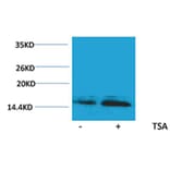 Western blot - Histone H2B (Acetyl-Lys23) Rabbit Polyclonal Antibody from Signalway Antibody - Antibodies.com