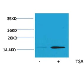 Western blot - Histone H2B (Acetyl-Lys20) Rabbit Polyclonal Antibody from Signalway Antibody - Antibodies.com