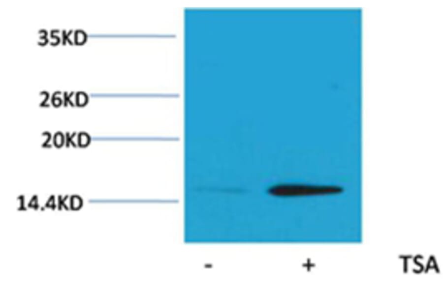 Western blot - Histone H2B (Acetyl-Lys20) Rabbit Polyclonal Antibody from Signalway Antibody - Antibodies.com