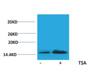 Western blot - Histone H2B (Acetyl-Lys15) Rabbit Polyclonal Antibody from Signalway Antibody - Antibodies.com