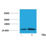 Western blot - Histone H2B (Acetyl-Lys15) Rabbit Polyclonal Antibody from Signalway Antibody - Antibodies.com