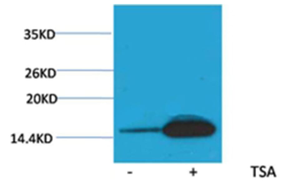 Western blot - Histone H2B (Acetyl-Lys12) Rabbit Polyclonal Antibody from Signalway Antibody - Antibodies.com