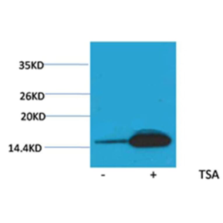 Western blot - Histone H2B (Acetyl-Lys12) Rabbit Polyclonal Antibody from Signalway Antibody - Antibodies.com
