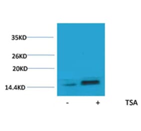 Western blot - Histone H2A.Z (Acetyl-Lys7) Rabbit Polyclonal Antibody from Signalway Antibody - Antibodies.com