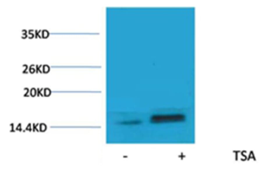 Western blot - Histone H2A.Z (Acetyl-Lys7) Rabbit Polyclonal Antibody from Signalway Antibody - Antibodies.com