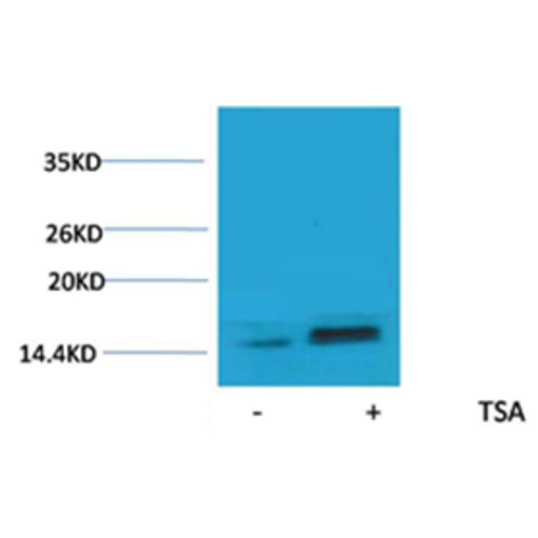 Western blot - Histone H2A.Z (Acetyl-Lys7) Rabbit Polyclonal Antibody from Signalway Antibody - Antibodies.com