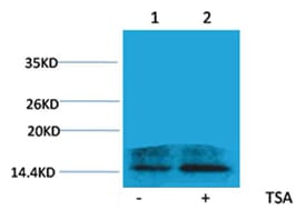 Anti-Histone H2A.Z Antibody (A15301) | Antibodies.com