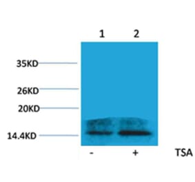 Western blot - Histone H2A.Z (Acetyl-Lys4) Rabbit Polyclonal Antibody from Signalway Antibody - Antibodies.com