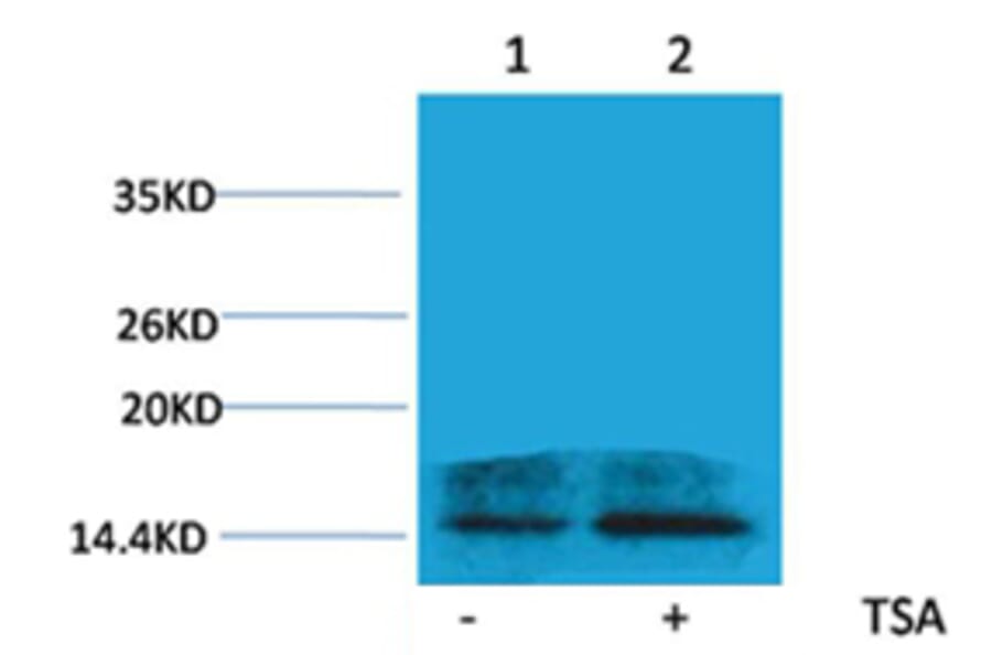Western blot - Histone H2A.Z (Acetyl-Lys4) Rabbit Polyclonal Antibody from Signalway Antibody - Antibodies.com
