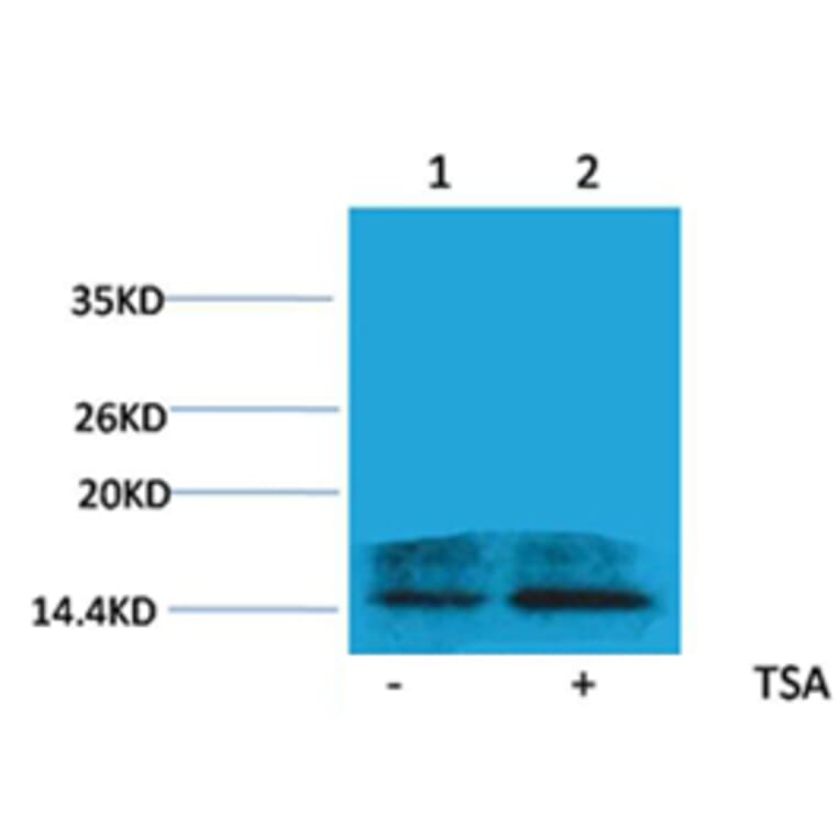 Western blot - Histone H2A.Z (Acetyl-Lys4) Rabbit Polyclonal Antibody from Signalway Antibody - Antibodies.com