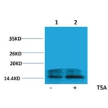 Western blot - Histone H2A.Z (Acetyl-Lys4) Rabbit Polyclonal Antibody from Signalway Antibody - Antibodies.com