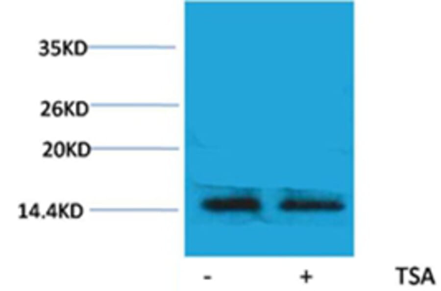 Western blot - Histone H2A.X (Acetyl-Lys5) Rabbit Polyclonal Antibody from Signalway Antibody - Antibodies.com