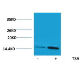 Western blot - Histone H2A (Acetyl-Lys9) Rabbit Polyclonal Antibody from Signalway Antibody (HW083) - Antibodies.com