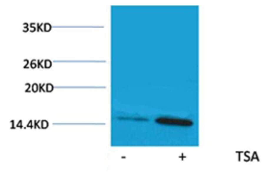 Western blot - Histone H2A (Acetyl-Lys9) Rabbit Polyclonal Antibody from Signalway Antibody (HW083) - Antibodies.com