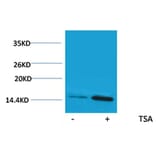 Western blot - Histone H2A (Acetyl-Lys9) Rabbit Polyclonal Antibody from Signalway Antibody (HW083) - Antibodies.com