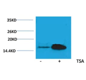 Western blot - Histone H2A (Acetyl-Lys5) Rabbit Polyclonal Antibody from Signalway Antibody (HW082) - Antibodies.com