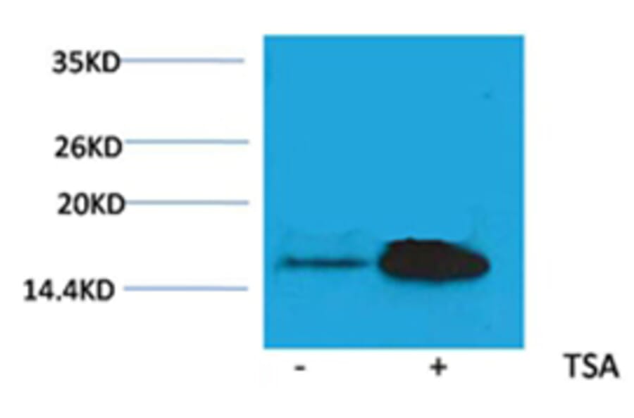 Western blot - Histone H2A (Acetyl-Lys5) Rabbit Polyclonal Antibody from Signalway Antibody (HW082) - Antibodies.com