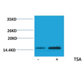 Western blot - Histone H2A (Acetyl-Lys15) Rabbit Polyclonal Antibody from Signalway Antibody - Antibodies.com