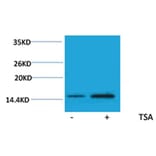 Western blot - Histone H2A (Acetyl-Lys15) Rabbit Polyclonal Antibody from Signalway Antibody - Antibodies.com