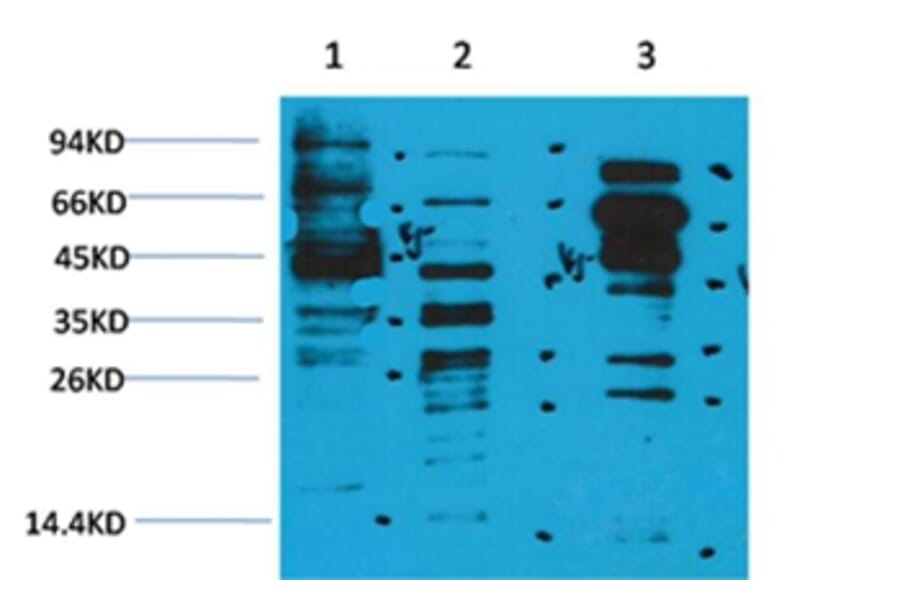 Western blot - Acetyl-Lysine Rabbit Polyclonal Antibody from Signalway Antibody (HW092) - Antibodies.com