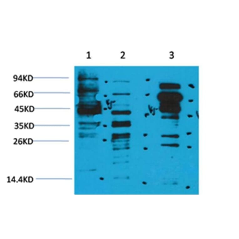 Western blot - Acetyl-Lysine Rabbit Polyclonal Antibody from Signalway Antibody (HW092) - Antibodies.com