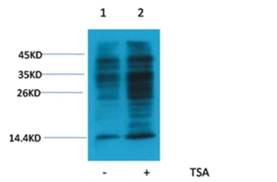 Western blot - Acetyl-Lysine Rabbit Polyclonal Antibody from Signalway Antibody (HW092) - Antibodies.com
