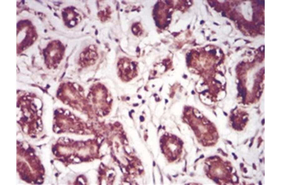 Immunohistochemistry - Anti-SAM Antibody from Arthus Biosystems (MA00201) - Antibodies.com
