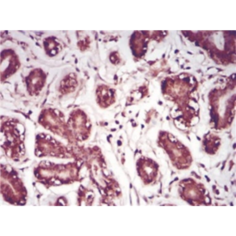 Immunohistochemistry - Anti-SAM Antibody from Arthus Biosystems (MA00201) - Antibodies.com