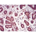 Immunohistochemistry - Anti-SAM Antibody from Arthus Biosystems (MA00201) - Antibodies.com