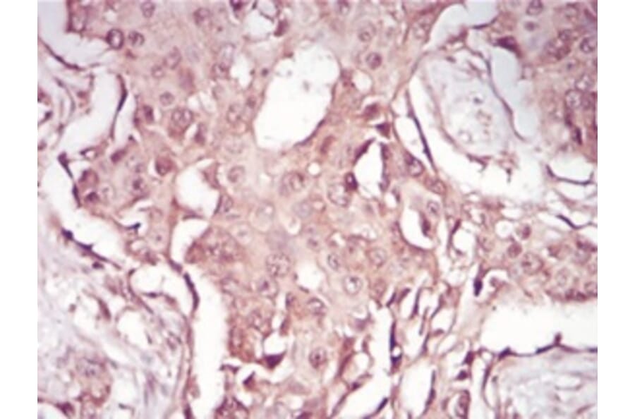 Immunohistochemistry - Anti-SAM Antibody from Arthus Biosystems (MA00201) - Antibodies.com