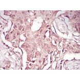 Immunohistochemistry - Anti-SAM Antibody from Arthus Biosystems (MA00201) - Antibodies.com