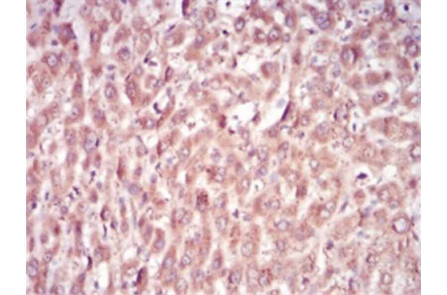 Immunohistochemistry - Anti-SAM Antibody from Arthus Biosystems (MA00202) - Antibodies.com
