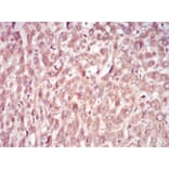 Immunohistochemistry - Anti-SAM Antibody from Arthus Biosystems (MA00202) - Antibodies.com