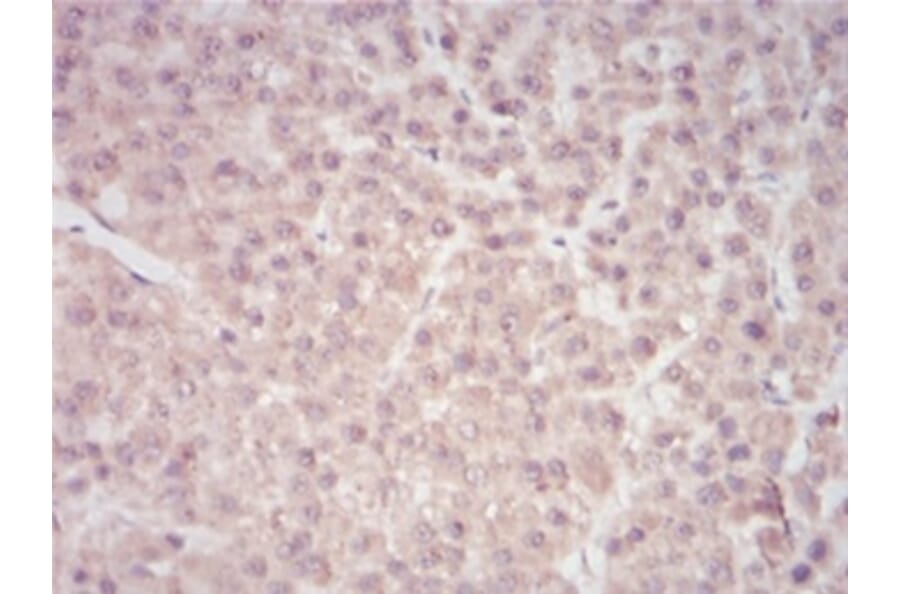 Immunohistochemistry - Anti-SAM Antibody from Arthus Biosystems (MA00202) - Antibodies.com