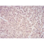 Immunohistochemistry - Anti-SAM Antibody from Arthus Biosystems (MA00202) - Antibodies.com