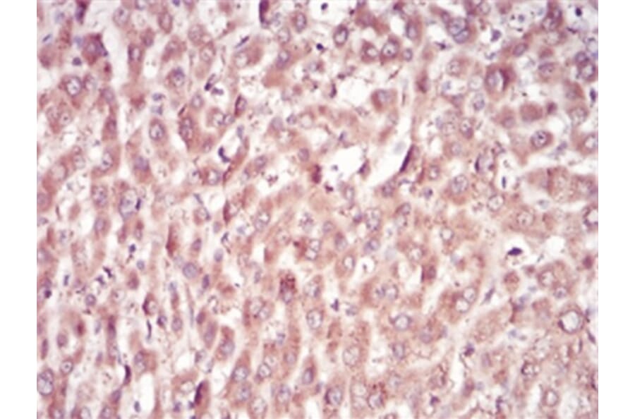 Immunohistochemistry - Anti-SAM Antibody from Arthus Biosystems (MA00204) - Antibodies.com