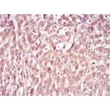 Immunohistochemistry - Anti-SAM Antibody from Arthus Biosystems (MA00204) - Antibodies.com